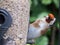 Closeup shot of a Finches under the sunlight