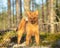 Closeup shot of a Finnish Spitz puppy in a sunny forest