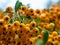 Closeup shot of the Firethorns (Pyracantha) in a nice garden