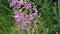 Closeup shot of a fireweed in a garden