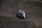 Closeup shot of a fish head on a sandy shore of Lanzarote, Canary islands