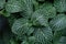 Closeup shot of Fittonia plant with lush green leaves with accented white veins and, a short fuzz