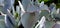 Closeup shot of a fleshy white succulent plant in a garden