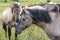 Closeup shot of flock of beautiful wild horses Konik