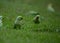 Closeup shot of a flock of green parakeets on a field