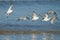 Closeup shot of a flock of Sanderling birds flying over a seawater