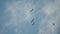 Closeup shot of a flock of white-bellied sea eagles, flying in a circle in the cloudy sky