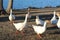 Closeup shot of a flock of white geese on the side of a lake under the sunlight
