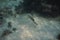 Closeup shot of a floral wrasse swimming under the water