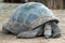 Closeup shot of a Floreana giant tortoise (Chelonoidis niger niger)