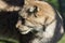 Closeup shot of a Florida Panther during daytime