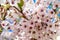 Closeup shot of a flourishing tree branch of cherry blossom flowers.