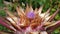 Closeup shot of a flower called Bromelia surrounded by green leaves