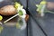 Closeup shot of a flower and centipede reflected on a mirror