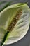 Closeup shot of a flower spadix in a garden