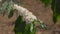 A closeup shot of a flowering coffee plant