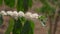 A closeup shot of a flowering coffee plant