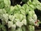 Closeup shot of the flowers from a plant called Yucca or Adam`s Needles