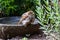 Closeup shot of a fluffy sparrow perched in a stone bath