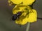 A closeup shot of a fly on a yellow wildflower