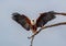 Closeup shot of a flying African fish eagle landing on a tree under the sunlight at daytime