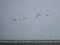 Closeup shot of a flying bird flock over the water