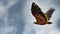 Closeup shot of a flying golden eagle with the background of the cloudy sky