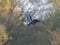 Closeup shot of a flying seabird with trees in the background