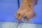 Closeup shot of the foot of a female surrounded by small fish during a fish spa treatment