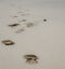 Closeup shot of footsteps in the sand