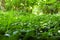 Closeup shot of a forest ground with lots of plants with green leaves