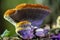 Closeup shot of a forma aureus, a hairy round mushroom growing on dry sandy soils in the Netherlands