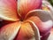 Closeup shot of a Frangipani flower with orange and red brittle petals