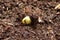 Closeup shot of fresh bean sprout breaking through the soil