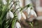 Closeup shot of fresh early snowdrops or common snowdrops
