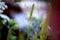 Closeup shot of fresh green Foxtail plant on the blurred background