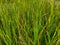 Closeup shot of fresh green grass - perfect for background or wallpaper