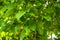 Closeup shot of fresh green young fruits of walnut on a tree branch