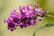 Closeup shot of fresh purple buddleia flowers