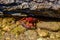 Closeup shot of a freshwater crab between rocks underwater