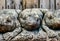 Closeup shot of the frog statues in Luang Prabang Temple in Laos, Asia