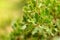 Closeup shot of a fruitless and light green mistletoe plant in winter.