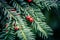 Closeup shot of the fruits and leaves of a common yew (Taxus baccata)