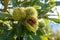 Closeup shot of fruits and seeds of Platanus