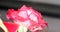 Closeup shot of a fully bloomed pink rose with water droplets on the petals