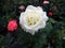 Closeup shot of a fully bloomed white rose on a blurred background