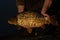 Closeup shot of a fully scaled mirror carp held in male hands above unhooking mat