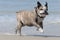 Closeup shot of a funny Olde English Bulldogge in a black collar running on the beach