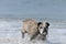 Closeup shot of a funny Olde English Bulldogge walking on the sea on a sunny day