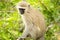 Closeup shot of a funny vervet monkey on a tree